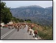 Ovce přes cestu